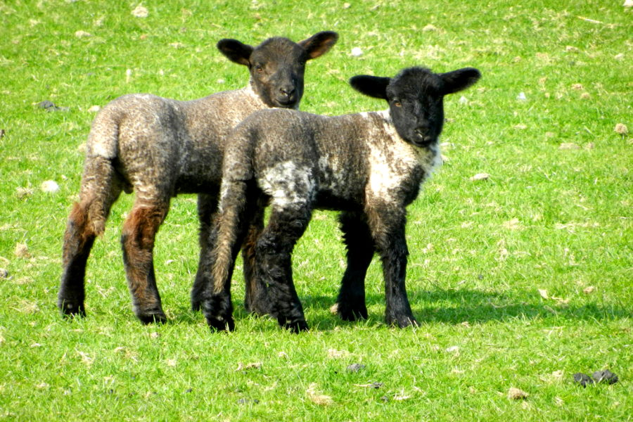Animals