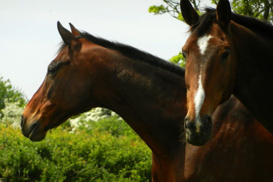 Animals