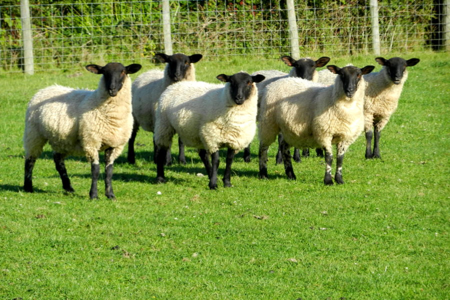 Animals