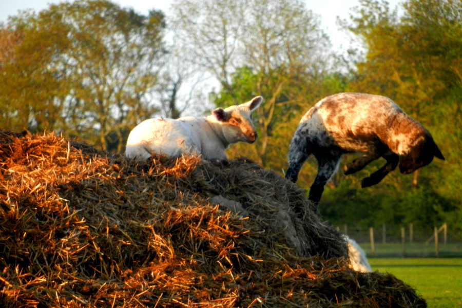Animals
