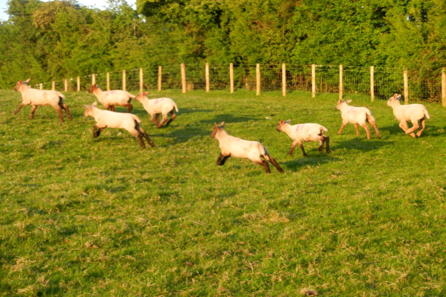 Animals