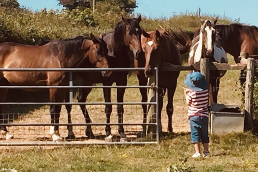 Animals