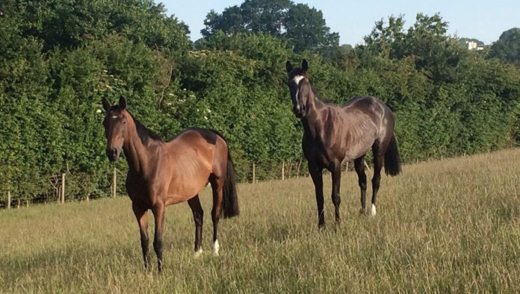 horse-livery-knockbridge-farm